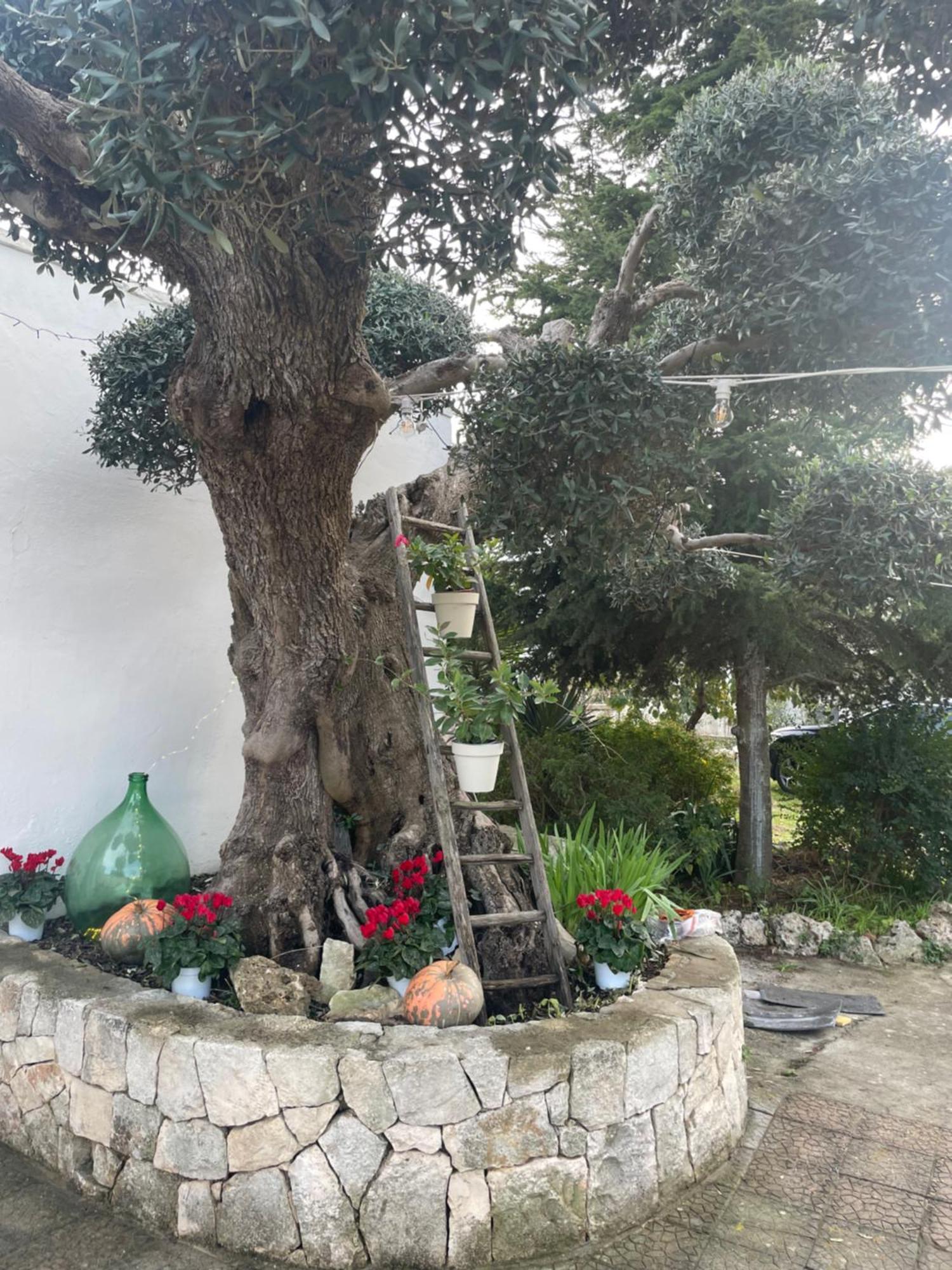 阿尔贝罗贝洛Il Trullo Di Nonno Licchio别墅 外观 照片